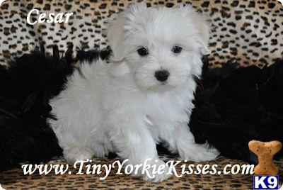 Maltese Puppies in CA